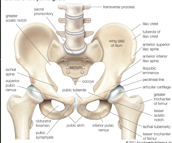 <p><span>ring-like bony structure located at the lower end of the trunk</span></p>