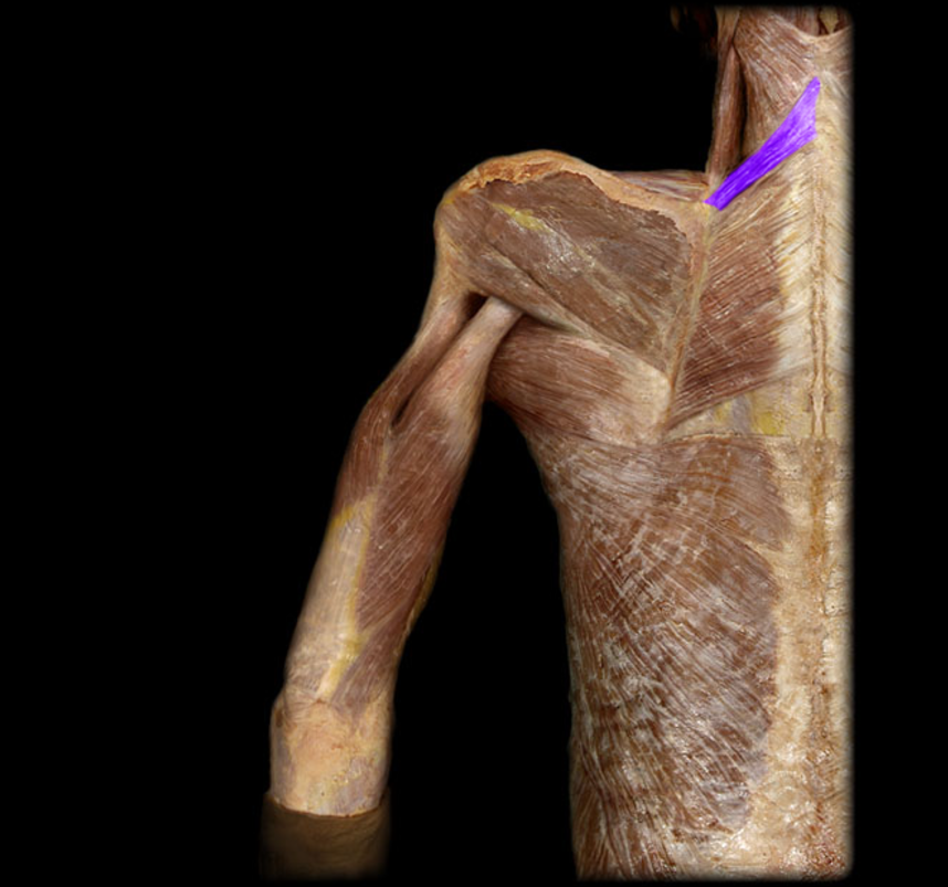 <p>Rhomboid minor</p>