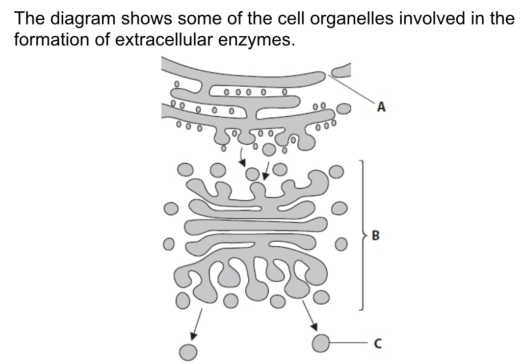 <p>Describe the roles of parts B and C in the formation and transport of extracellular enzymes</p>