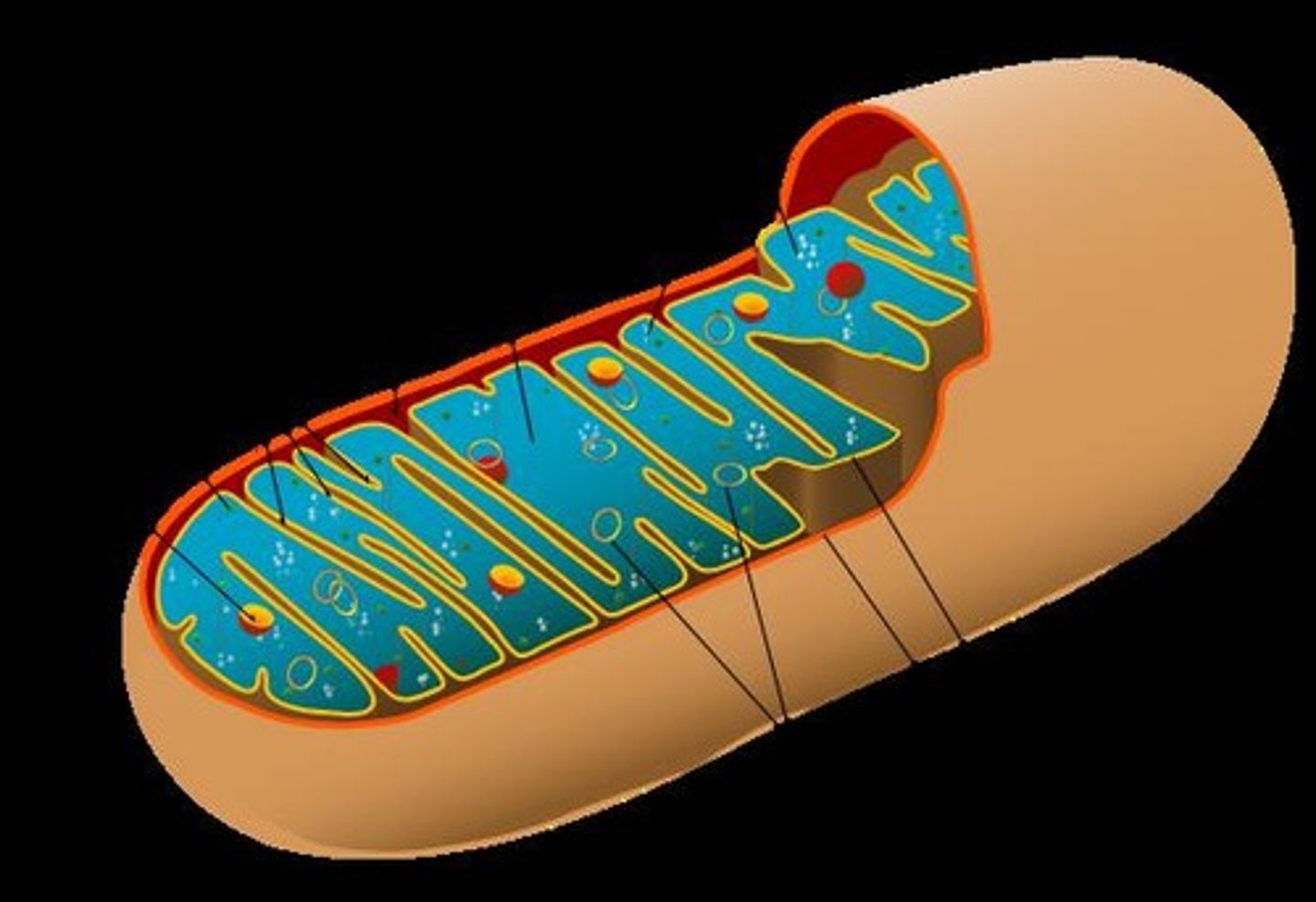 <p>In the inner membrane of mitochondria.</p>