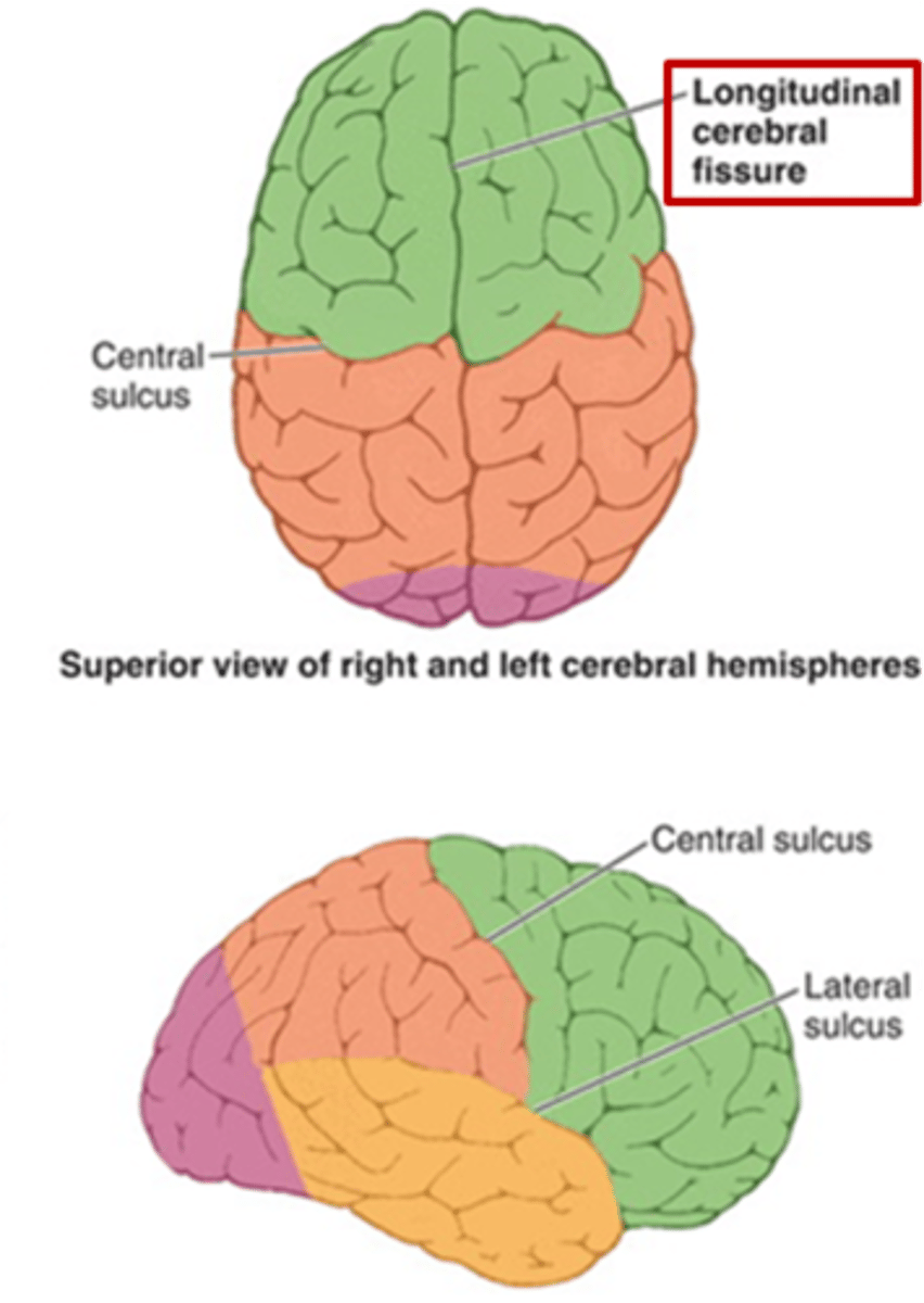 <p>longitudinal fissure</p>
