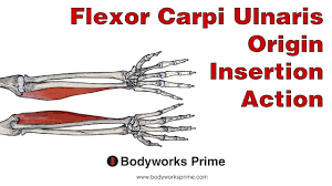 <p>origin: medial epicondyle of humerus and olecranal process</p><p>insertion: carpals (pisiform and hamate) and metacarpal V</p>