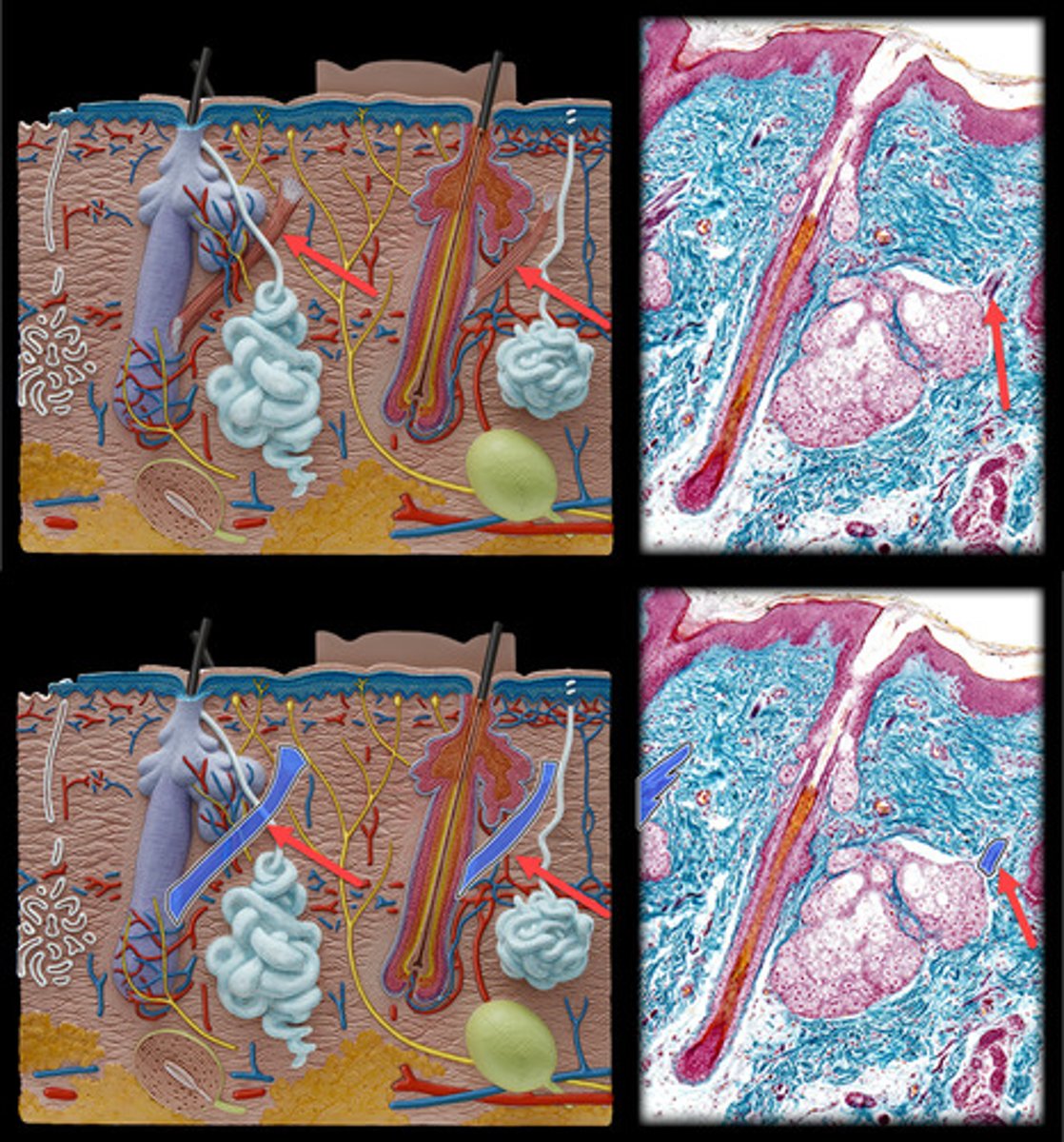 <p>- Small, smooth muscle fibers attached to the base of the hair follicle.</p><p>- Appear as thin, elongated muscle fibers extending from the base of the hair follicle to the dermal layer.</p><p>- Responsible for causing hair to stand up ("goosebumps"), found adjacent to hair follicles in the dermis.</p>