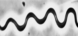 <p>What Bacterial Morphology?</p>