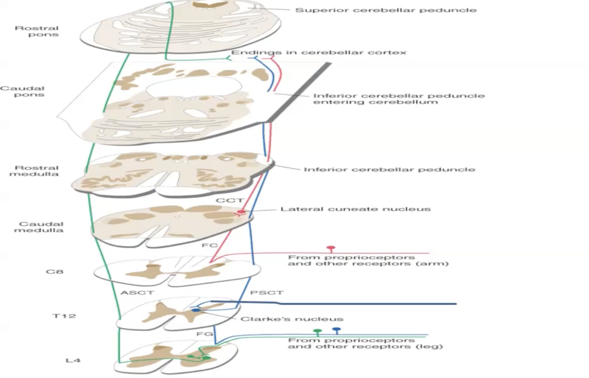 <ul><li><p>First order fibres from the arm enter at the dorsal gray horn and travel in the cuneate fasciculus of the posterior columns to the lateral cuneate nucleus in the medulla and synapse on second order neurons.</p></li><li><p>Second order neurons form the cuneocerebellar tract which projects to the ipsilateral cerebellum through the inferior cerebellar peduncles</p></li></ul><p></p>