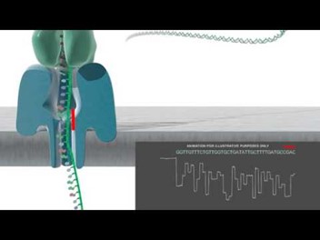 <p><span>Detects electrochemical differences between the base pairs passing through a small protein pore in a membrane</span></p><p><span>10-15 kb average reads with some ultra long reads (&gt;100 kb)</span></p><p><span>Total output is unlimited</span></p><p><span>Low single read accuracy (85%)</span></p><p><span>High consensus accuracy (&gt;99%)</span></p>
