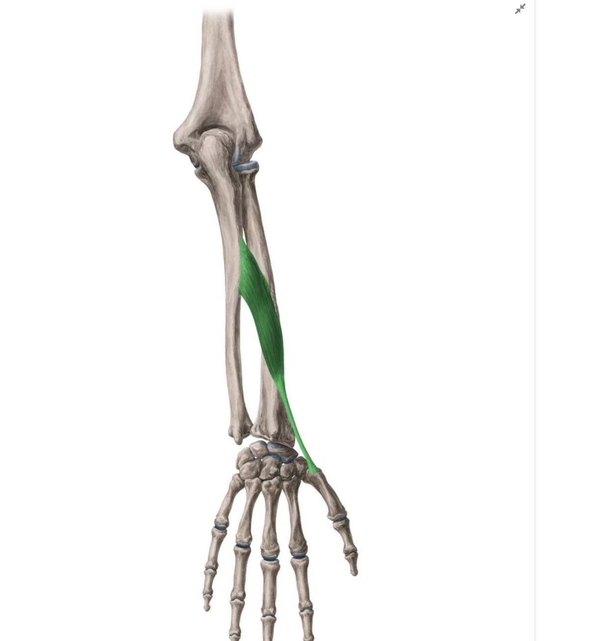 <p></p><p>origin: proximal radius and ulna</p><p>insertion: metacarpal I</p>