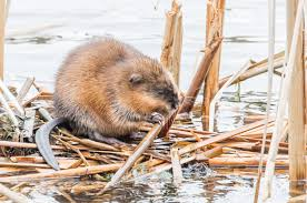 <p>Ondatra zibethicus</p>