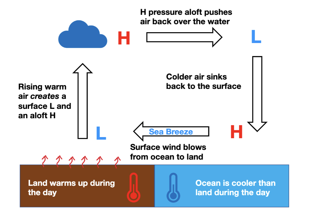 Ocean has a higher specific heat than land, meaning that it doesn’t change temperature as quickly as land does

* as the land changes temperature, it creates a small-scale pressure gradient
  * warm air rises from the land, so cold air from the ocean must travel to the shore, creating a breeze