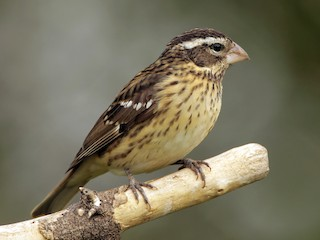 <p>Rose-breasted Grosbeak</p>