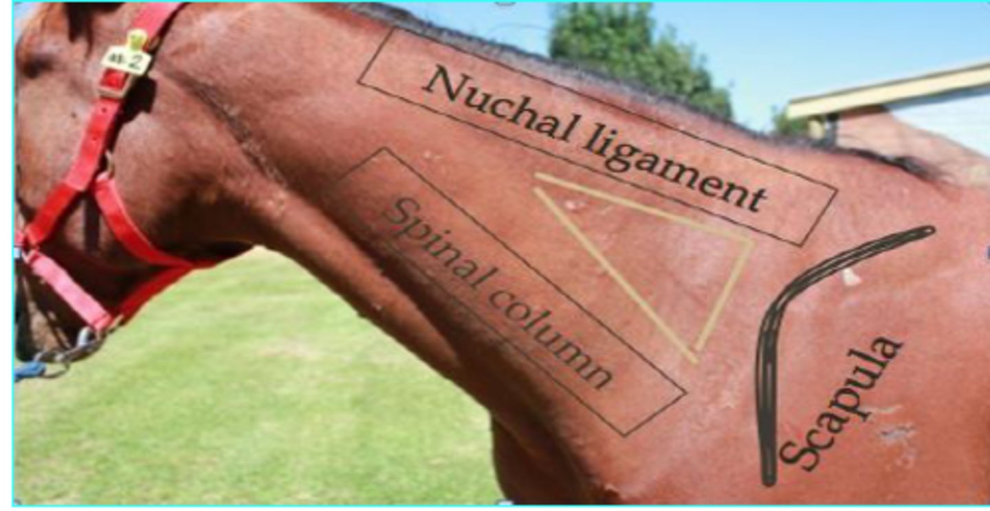 <p>triangle shape in the middle of the neck area</p>