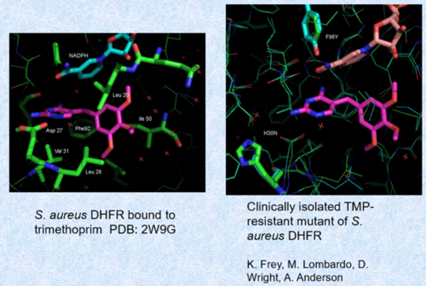 <p>- changes in the enzyme active site for resistance - chromosomal mutations</p><p>- other dihydrofolate reductases and DHPS - bypass mechanisms that are resistant to the drug</p><p>- extensive resistance - may not longer be used</p>