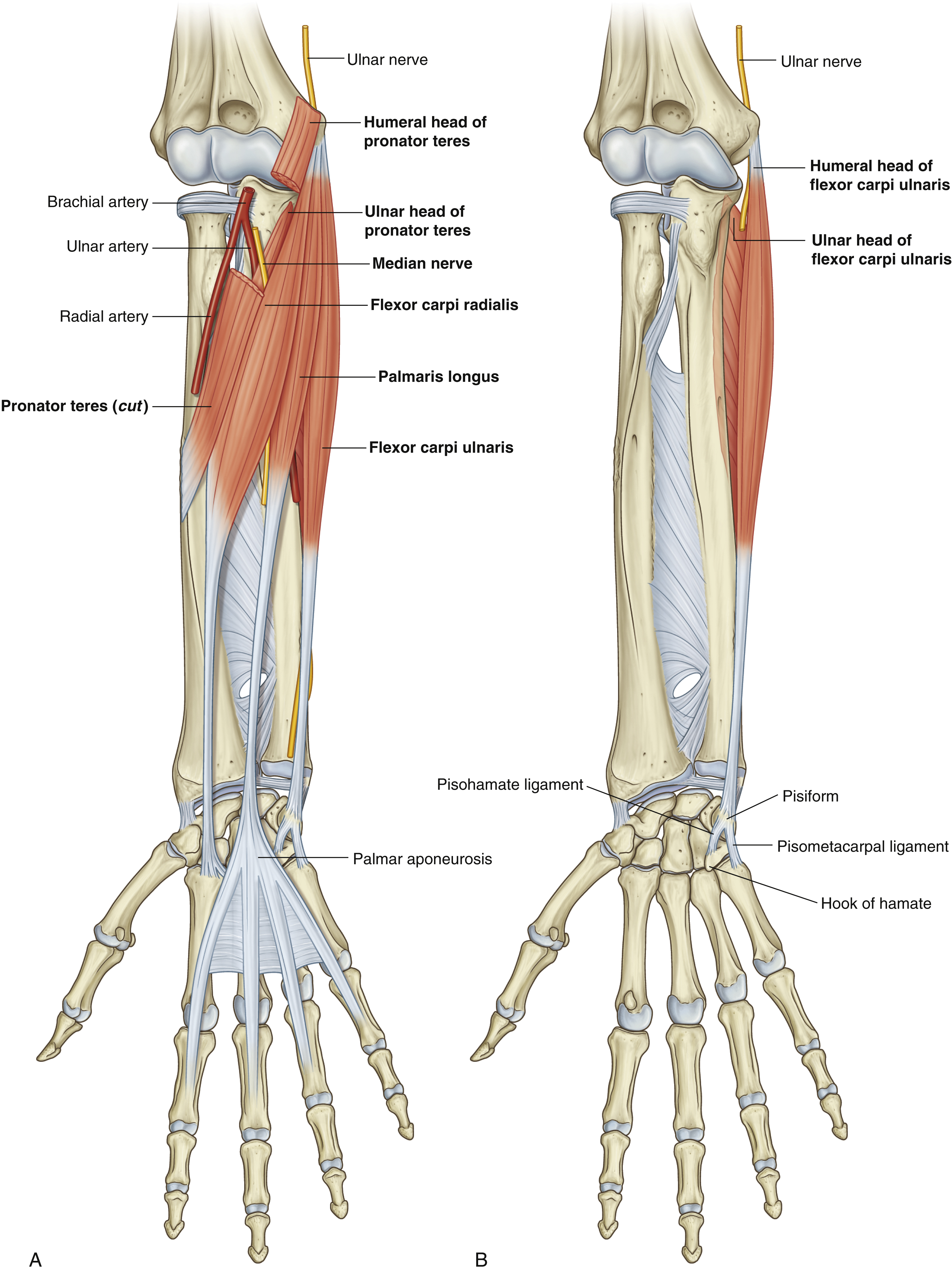 <p>Pronator teres: origin</p>