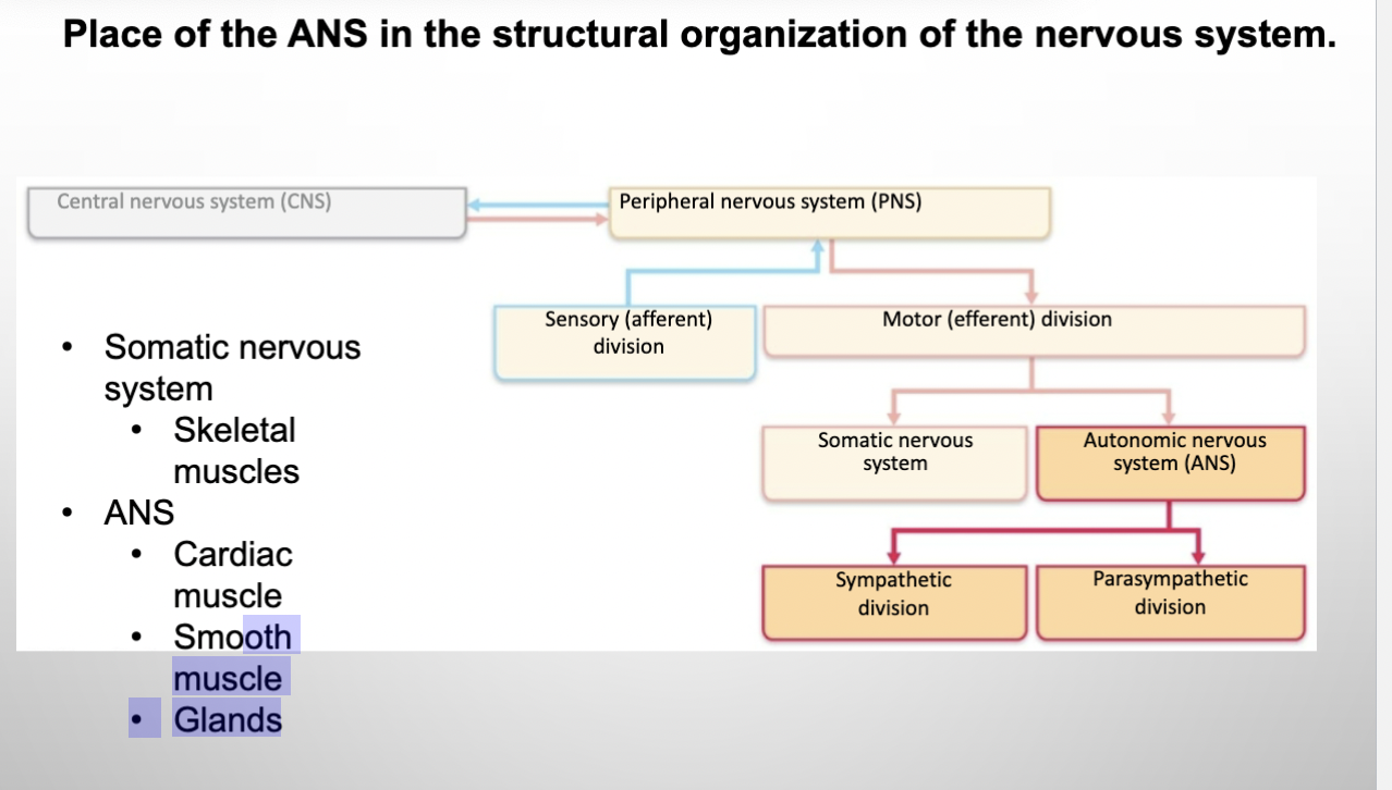 <p><span style="color: #000000">Part of the motor system of the Nervous System - Slide 3</span></p>