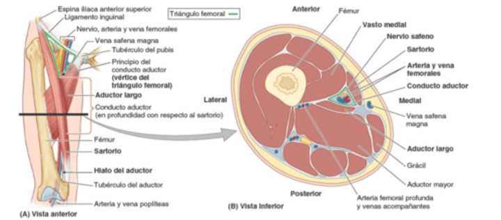 <p>Estructura que se encuentra desde el tercio inferior, hasta la mitad del conducto aductor, entre el aductor largo y el vasto medial , y de hecho está formando la pared anterior del conducto, profundo respecto al sartorio</p>