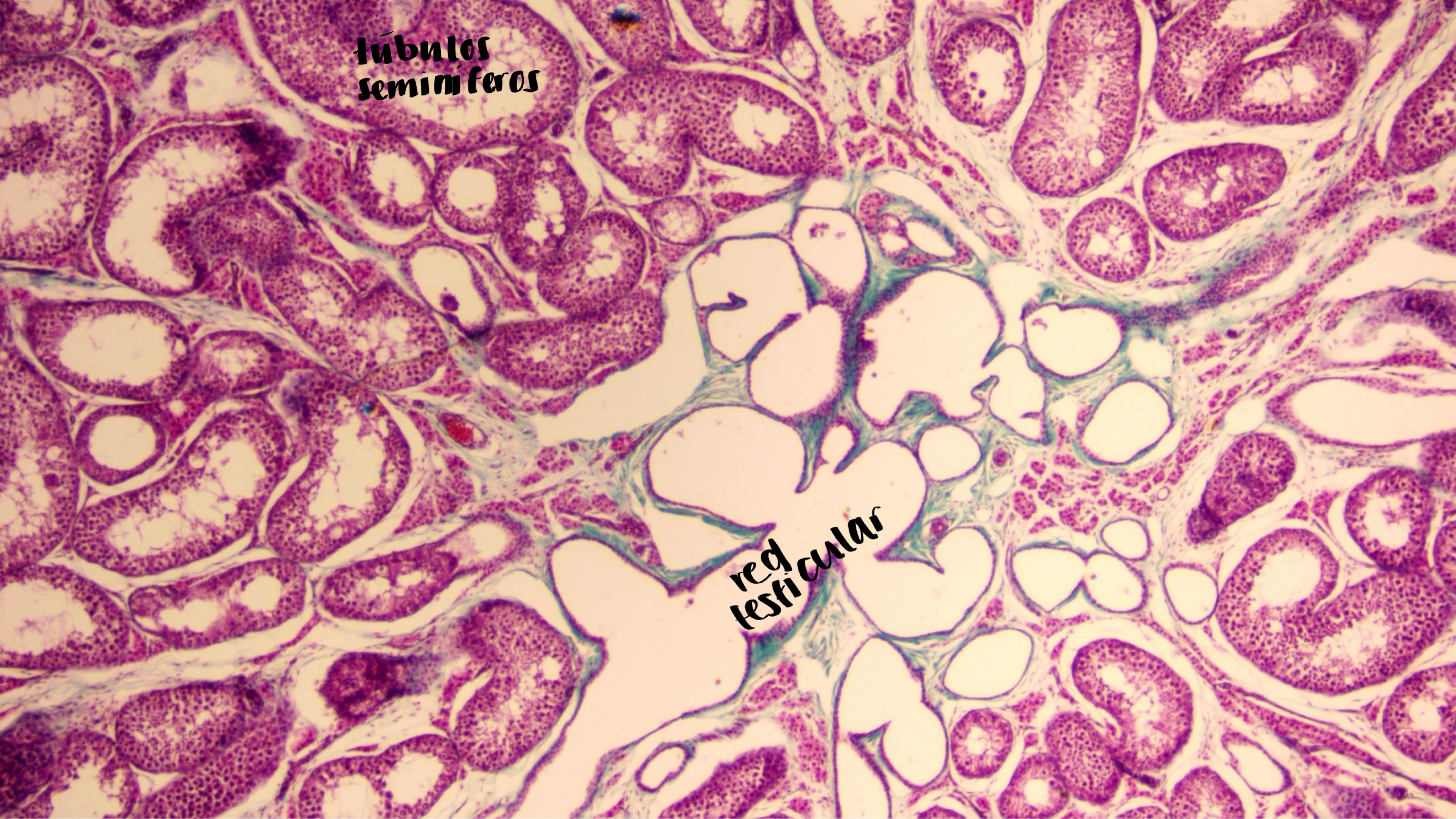 <p>testiculo de gato</p>