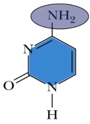 <p>This is the structure of?</p>