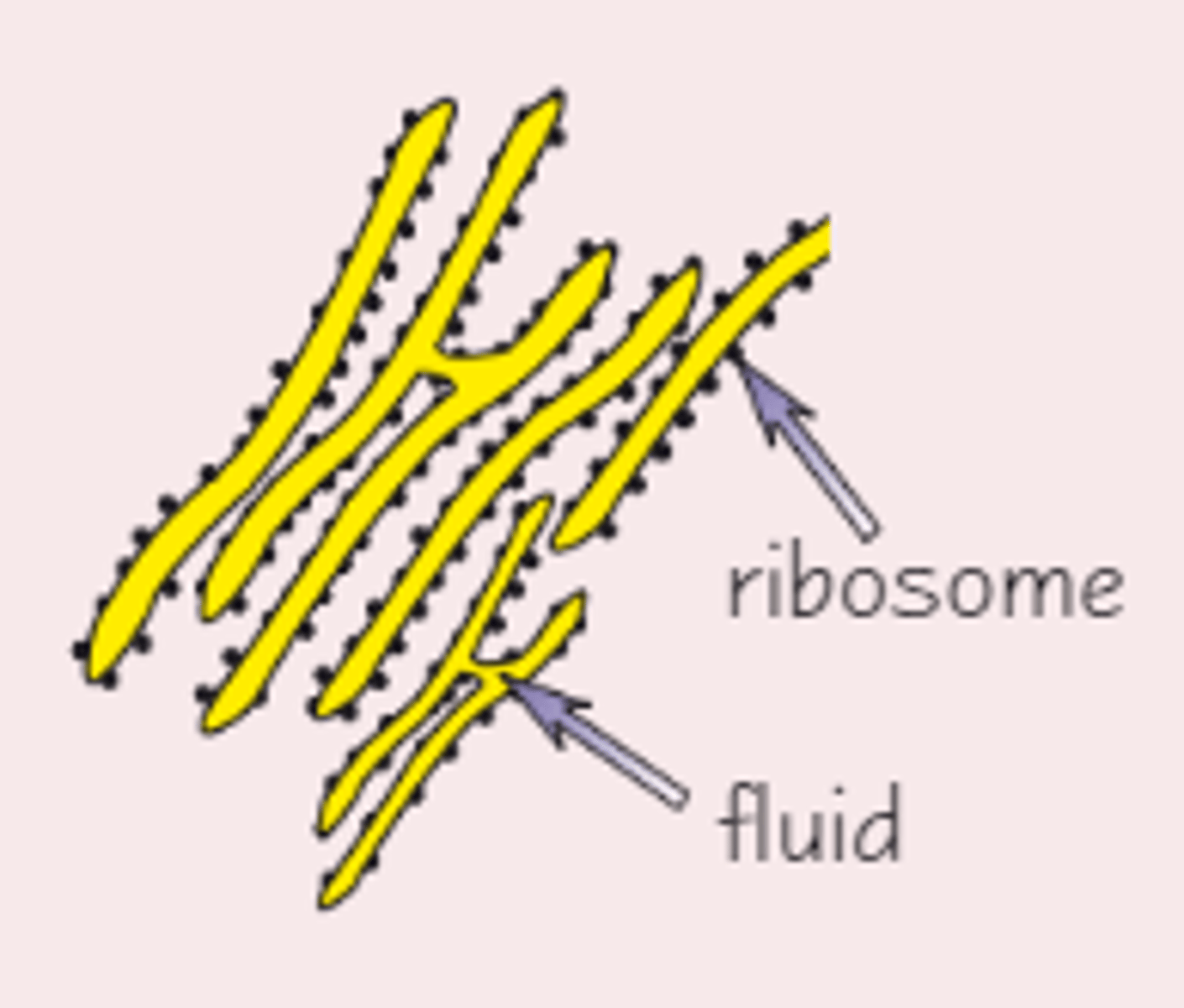 <p>Folds and processes proteins made at the ribosomes</p>