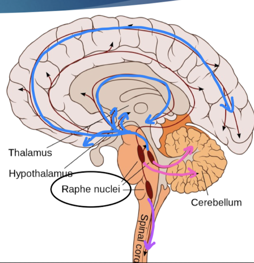 <p>raphe nuclei</p>