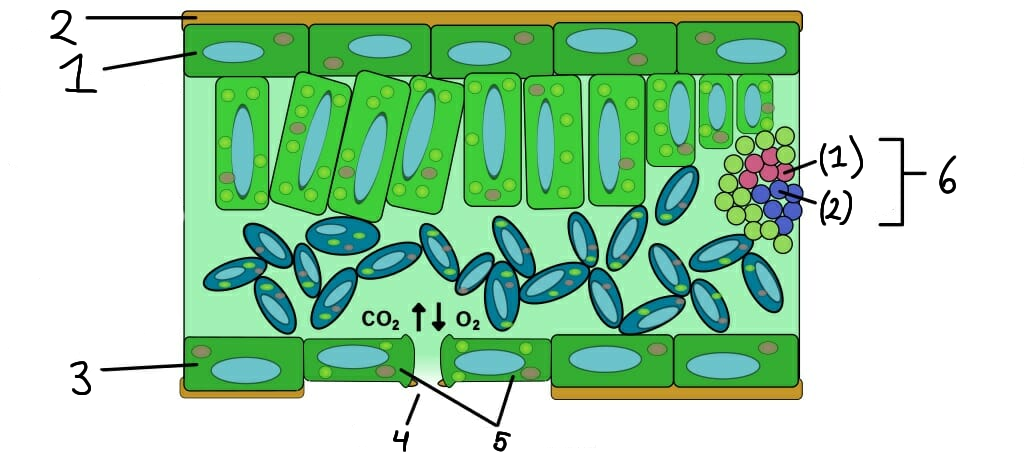 <p>1</p>