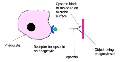 <ul><li><p>Something that will bind to a molecule on a pathogen and acts as an ‘eat me’ signal for macrophages and other signals </p></li></ul><p></p>