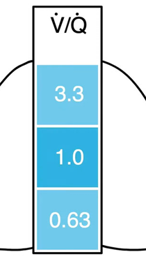 <ul><li><p><strong>3.3 in the apex</strong> of the lung and <strong>0.63 in the base</strong></p></li><li><p>Ventilation exceeds perfusion in apex, and perfusion exceeds ventilation in base</p></li><li><p>The overall value in the average human lung is <strong><u>0.8 V/Q</u></strong></p></li></ul><p></p>