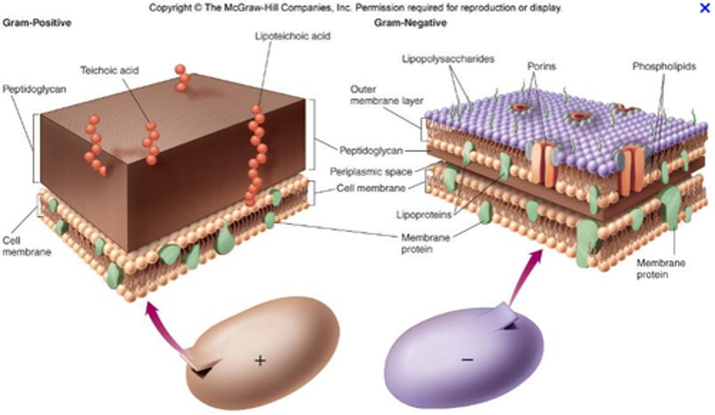 <p>Thick peptidoglycan layer with teichoic and lipoteichoic acids (anchors to the cell membrane</p><p>- has cell membrane</p>
