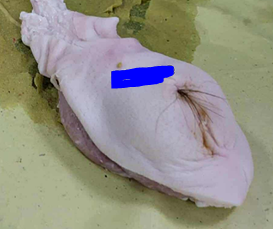 <p>Give the specific name of the part of the organ pointed #3 and the specie it came from</p>