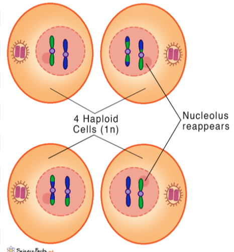<p>meiotic spindle breaks down</p><p>new nuclear envelope develops</p><p>cleavage furrow or cell plate forms</p><p>chromatids begin to decondense</p><p>cytokinesis occurs</p><p>4 genetically unique haploid cells</p>