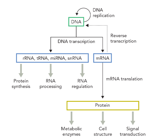 <p>Central dogma states that the DNA has genes that is transcribes into mRNA which is is the template for protein synthesis. The mRNA will be translated (where the ribosomes decodes a molecule of mRNA and synthesizes a corresponding protein. The protein express a specific function from the specific gene with they are encoded with.</p><p>If the DNA has mutation within the gene, the way that it is transcribe and translated with cause the protein to have a different function— the mutation can inhibit the protein activity</p>
