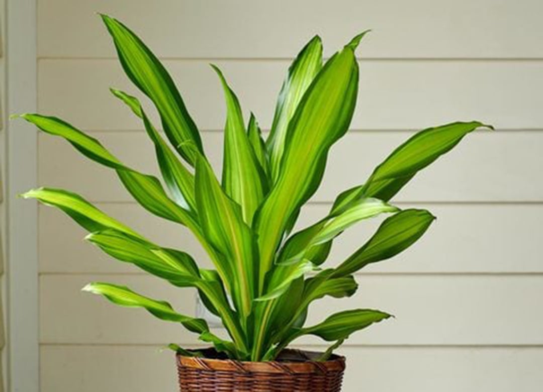 <p>What is plant?</p>
