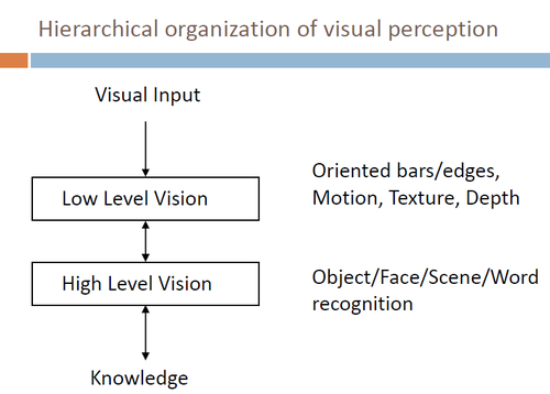 * Info fans out from V1 (occipital lobe) through 2 visual streams (dorsal + ventral)
* Prior Knowledge = constantly interacting bidirectionally w/lower level vision processing