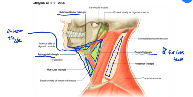 Boundaries:

The inferior border of the mandible, the anterior belly of digastric, and the posterior belly of digastric 

\
Floor:

The hylohyoid and hyoglossus muscles.

\
Contents:

The submandibular (2nd largest gland) gland, the internal carotid artery, facial artery, internal jugular vein, glossopharyngeal nerve (CN IX), and the vagus nerve (CN X)

\
*Clinical Note*

When palpating and adjusting, many neurovascular and vital structures here! 