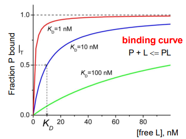 <p>a measure of the fraction of protein bound against free ligand concentration</p><ul><li><p>Fraction P bound = [L] / K<sub>d</sub> + [L]</p></li><li><p>K<sub>d</sub> = concentration of free ligand when 50% of protein is bound</p></li></ul><p></p>