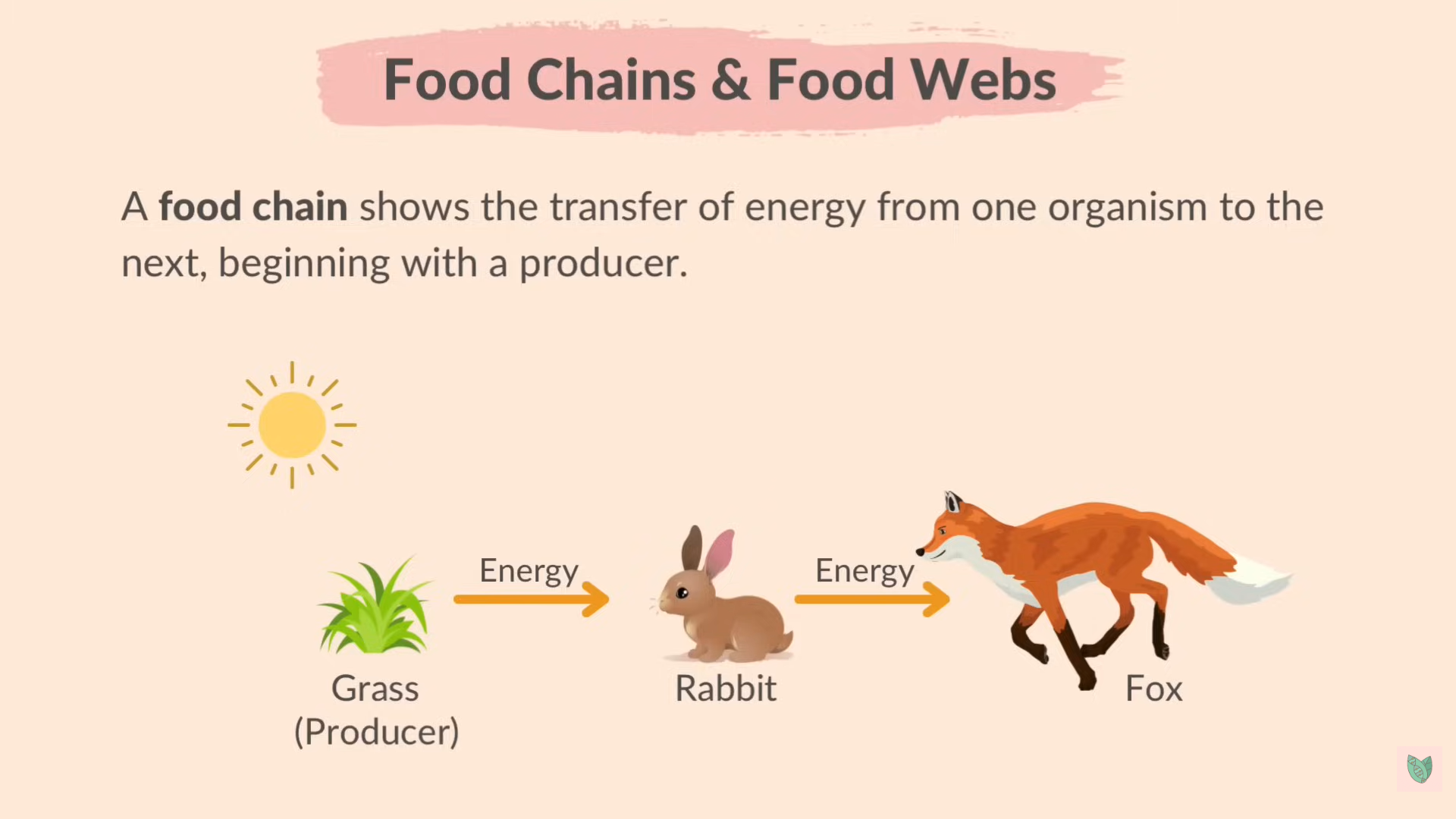 <p>food Chain</p>