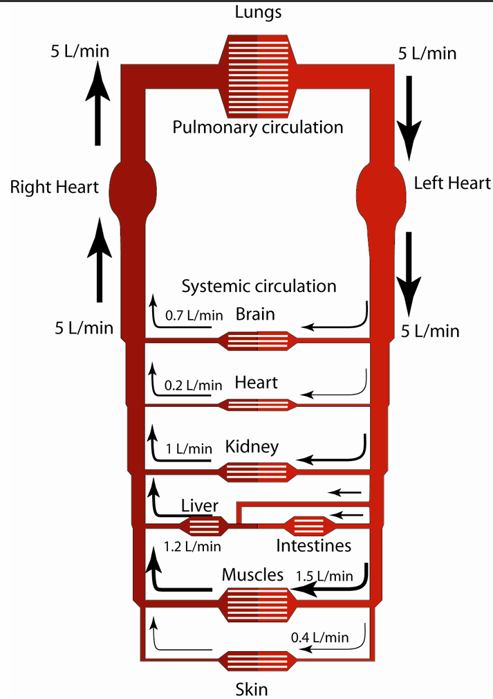 <p>Most circulatory beds are arranged in parallel</p>