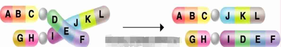 <p>a gene from one chromosome ends up on a non-homologous chromosome</p>