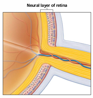 <p>What are the 4 parts of the nervous (sensory) tunic/retina?</p>