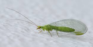 <p>Type of Neuroptera that specifically has a green thorax. Other than that, all characteristics are in the description for Order Neuroptera, so study that. Class Insecta, Order Neuroptera, called green lacewings</p>