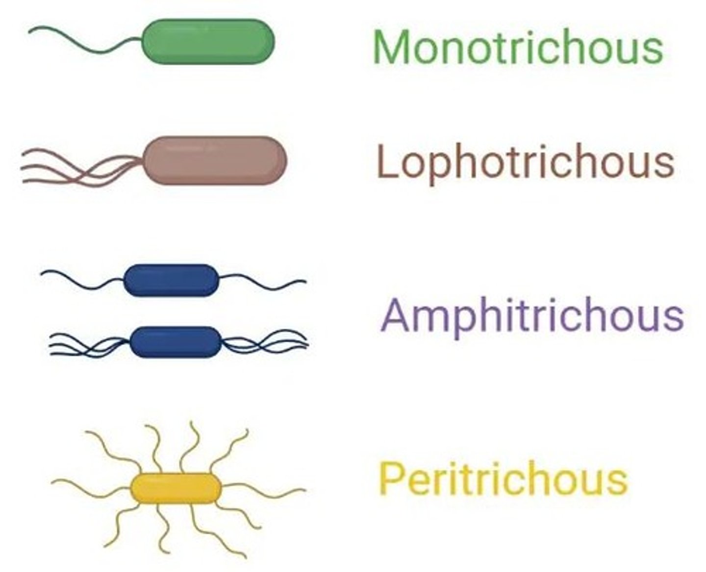 <p>If a bacterium can swim, it is motile and typically has flagella.</p>