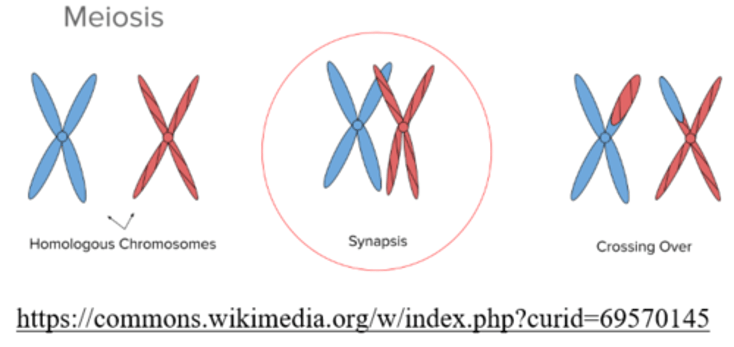 <p>synapsis</p>