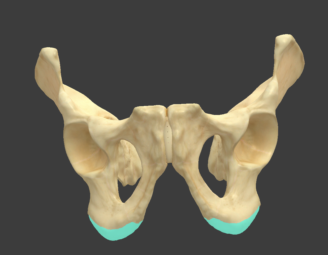 <p>Name and bone </p>