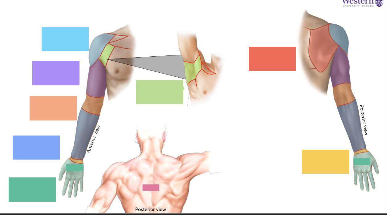 <p>name the 9 regions of the upper limb ( &amp; common names)</p>