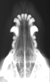 <p>ID Radiographic View</p>