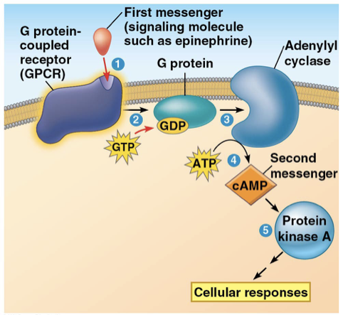 <p>produced from ATP</p><ul><li><p>G-Protein coupled receptors activate adenylyl cyclase</p></li></ul><ul><li><p><mark data-color="yellow" style="background-color: yellow; color: inherit">adenylyl cyclase</mark>- an enzyme in plasma membrane <mark data-color="yellow" style="background-color: yellow; color: inherit">converts ATP to cAMP</mark> in response to extracellular signal</p></li><li><p>cAMP activates <mark data-color="yellow" style="background-color: yellow; color: inherit">protein kinase A</mark></p></li></ul><p></p>