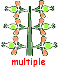 <ul><li><p><span style="background-color: transparent;"><span>matures from multiple ovaries of multiple florets</span></span></p></li><li><p><span style="background-color: transparent;"><span>in inflorescence&nbsp;</span></span></p></li></ul><p></p>