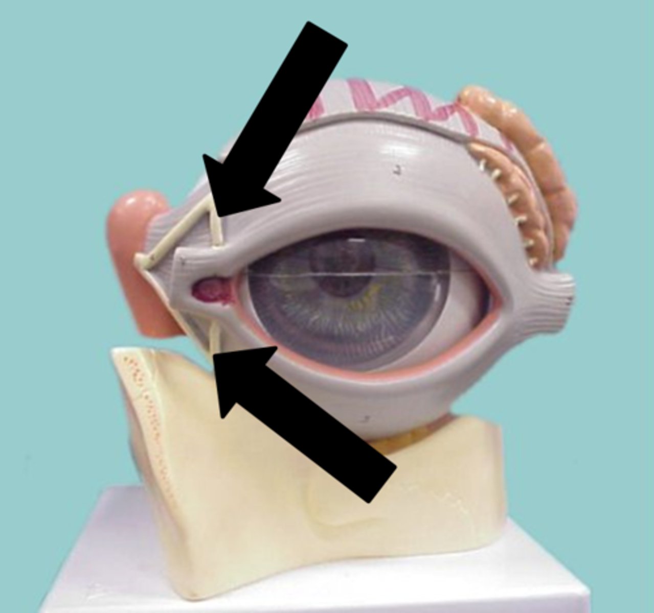<p>drain lacrimal fluid from eyes medially</p>