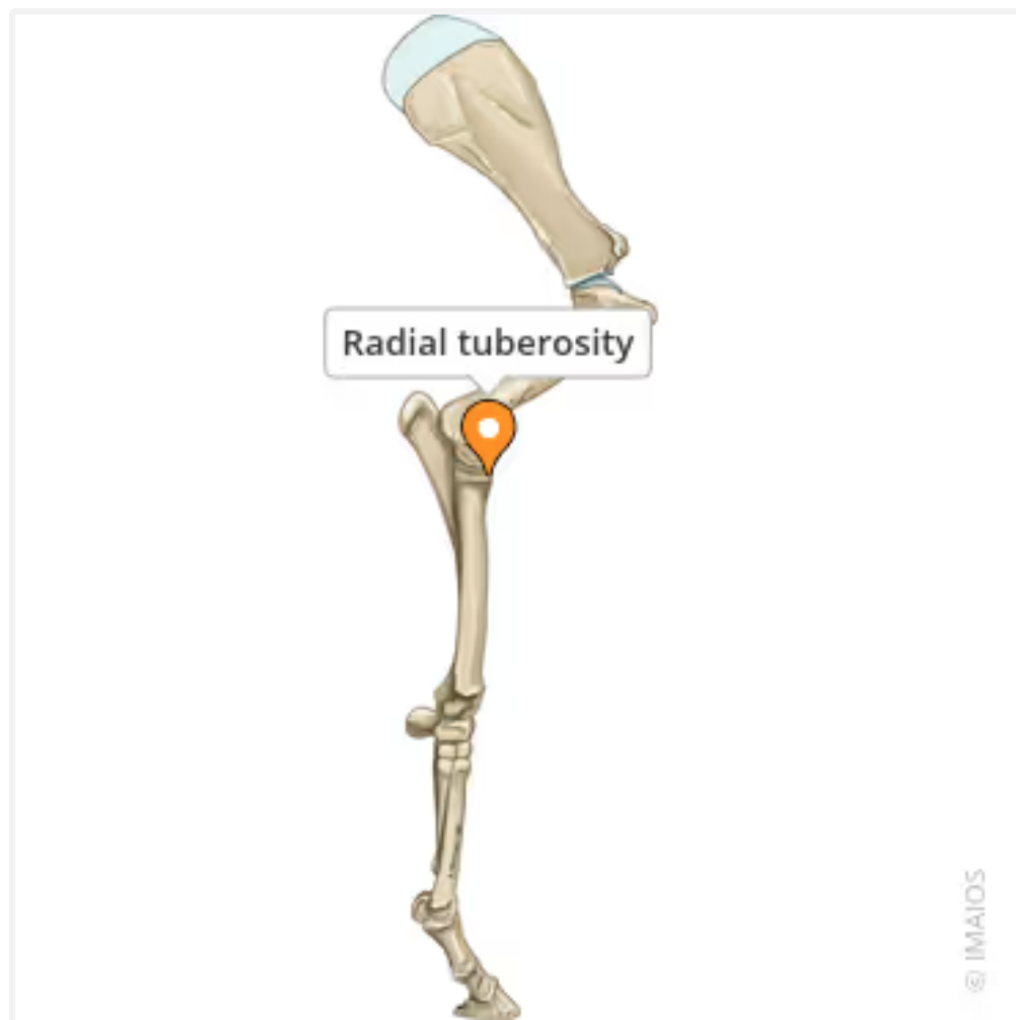 <p>Marks the insertion of the biceps brachii muscle</p>