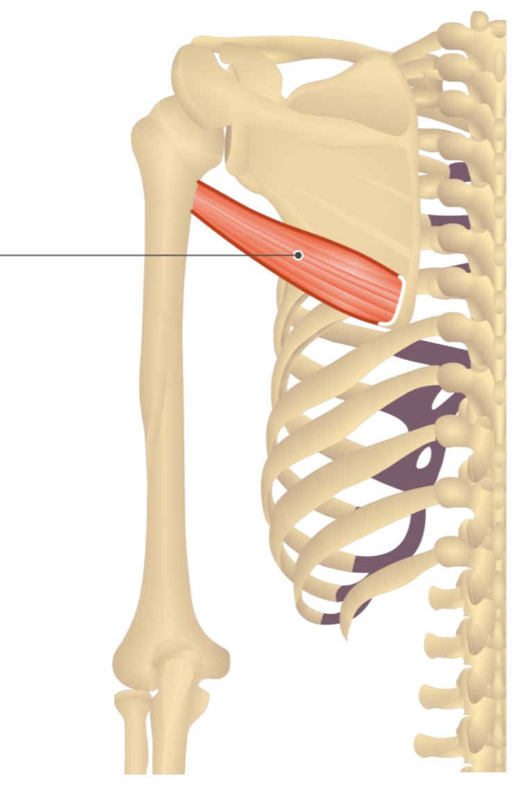 <p></p><p>origin: inferior angle of scapula</p><p>insertion: proximal humerus</p>