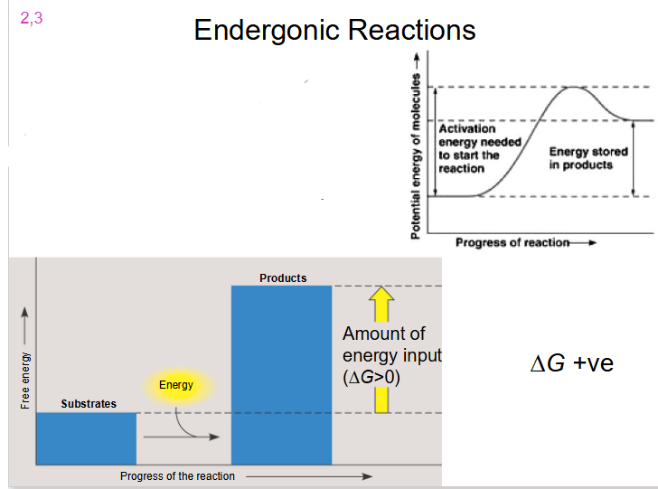 <p>Endergonic Reactions</p>